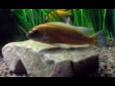Labeotropheus Trewavasae \"Occra\" Leker Labeotropheus Trewavasae \"Occra\" Leker