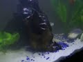 MY Fish tank the beginning 