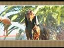 Dachshund Video Dachshund Video