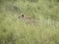Cheetahs Playing Around