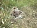 Cheetahs Playing Around