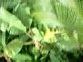 videos de Mono time on our porch in Costa Rica