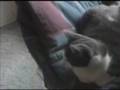 videos de Mollo-Martin - Stormbringer