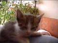 Gatito