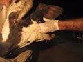 Pharyngeal abscess in cow with SCC