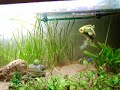 Pleco fight