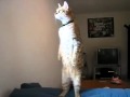 Котосуслик