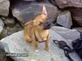 yo_sueno_flamenco.wmv