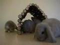 Maddie's Grandbunnies