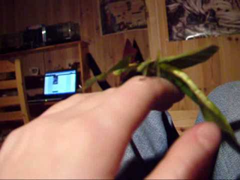 Walking leaf