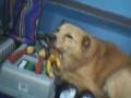 My-Finnish-Spitz