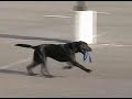 cynders mdtf basic training and bark barrel training. lisa myer's of sit means sit of south jersey
