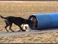 cynders mdtf basic training and bark barrel training. lisa myer's of sit means sit of south jersey