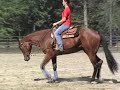 AQHA Gelding: Mitos smoky Doc - For Sale