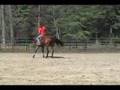 AQHA Gelding: Mitos smoky Doc - For Sale