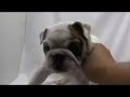 Click here to watch this video ブルドッグの子犬09