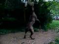 Boerboel video