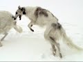 Boudionny et Boyar dans la neige