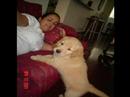 golden retriever puppy