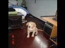 golden retriever puppy