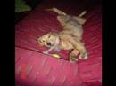 golden retriever puppy