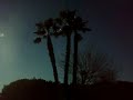 palm trees in Las Cruces,New Mexico