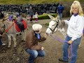 Scarborough Donkeys.wmv