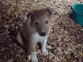Shetland Sheepdog Puppies For Sale. 3 dark sables and 1 sable merle. ALL MALES CKC REGISTRATION Miniature Schnauzer Puppies For Sale 4 Whites All FEMALES APRI REGISTERED ***Great temperme