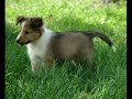 Spectral Rhapsody Puppies