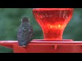Female Ruby Throat