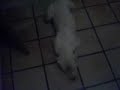Billy - O Cachorro Falante Billy - O Cachorro Falante