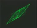 SATURN SLANT SATURN SLANT