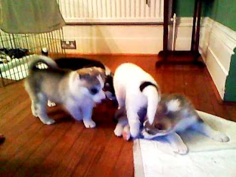 siberian husky