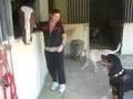 Rottweilers first encounter with a horse