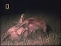 lions vs hyenas pt1