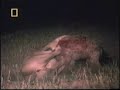 Lions vs Hyenas Pt1