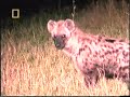 lions vs hyenas pt1