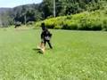 Malinois,Dixa Argalasov dvor training obrana 2008.