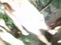 videos de angel wegmann kissing baby 9