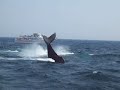 Humpback Whales