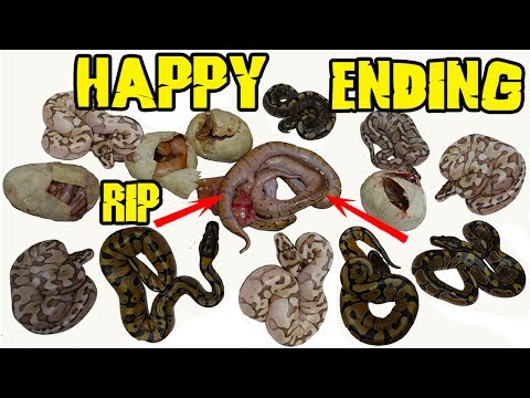 YouTube reptile video