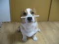Goro@Welsh corgi 20080823 Gum
