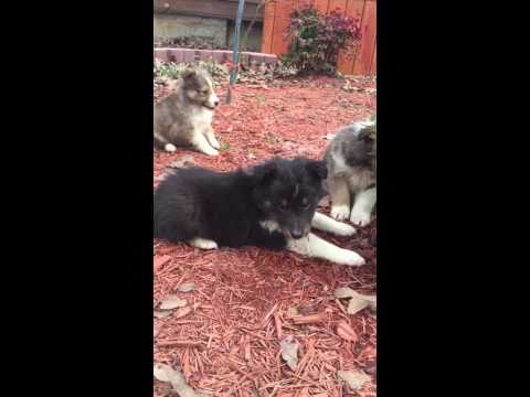 AKC tri colored male sheltie puppy