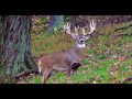 Quest Haven Lodge Whitetail Hunting 