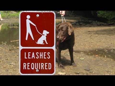 how to eliminate puppy biting