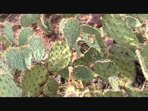 how to harvest prickly pear fruit