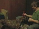 Is That Your Dog? Is That Your Dog?