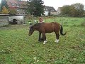 Piefke geht r�ckw�rts im Kreis