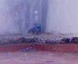 EXPLOSION SALFUMAN VLC