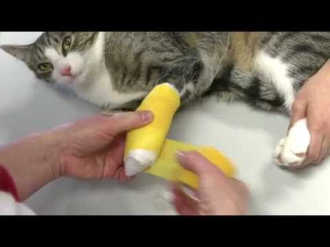 Whiskas® Erste Hilfe für die Katze Verband anlegen